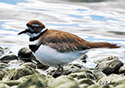 Charadrius vociferus